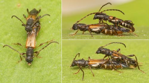 Réf. 180 710 : Dolocerus reichii